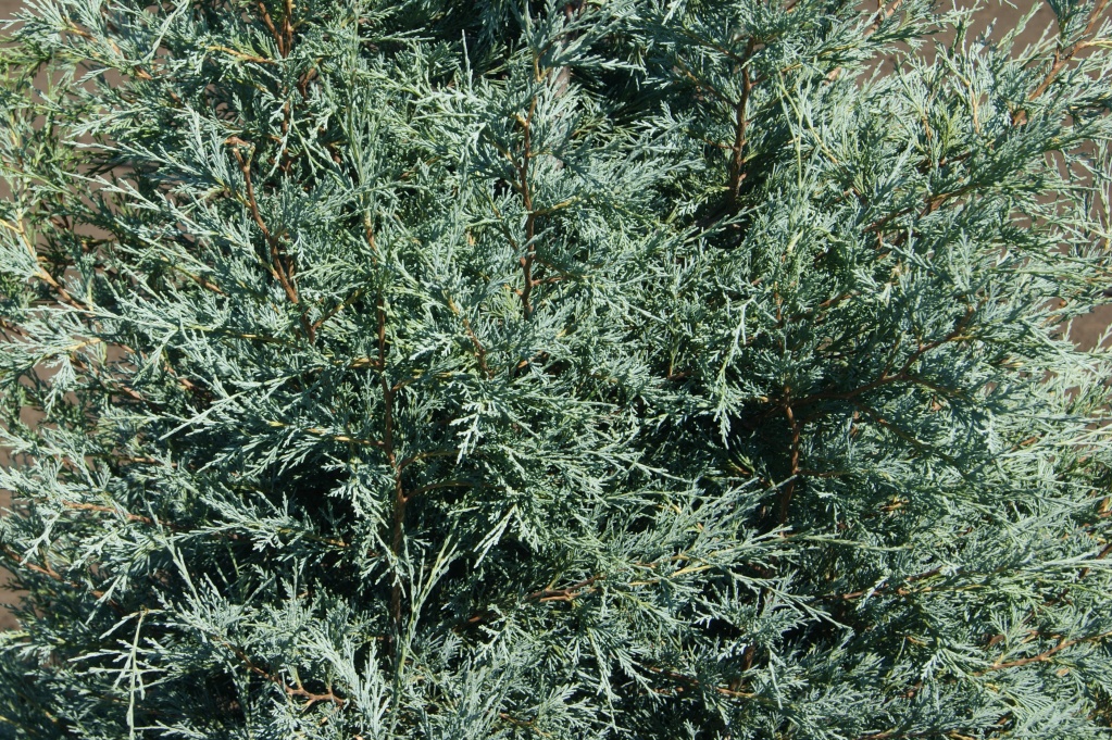 Juniperus scopulorum `Moonglow`(3).JPG